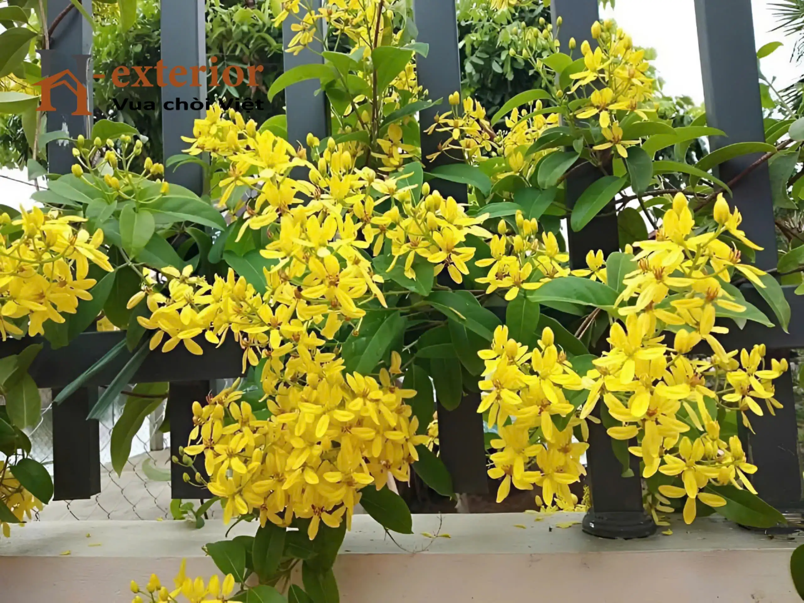 Mai hoàng yến