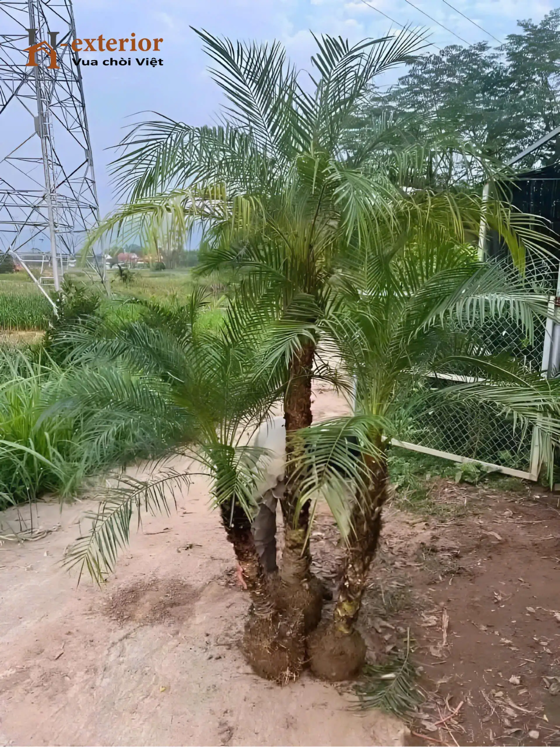 Cây cau cảnh