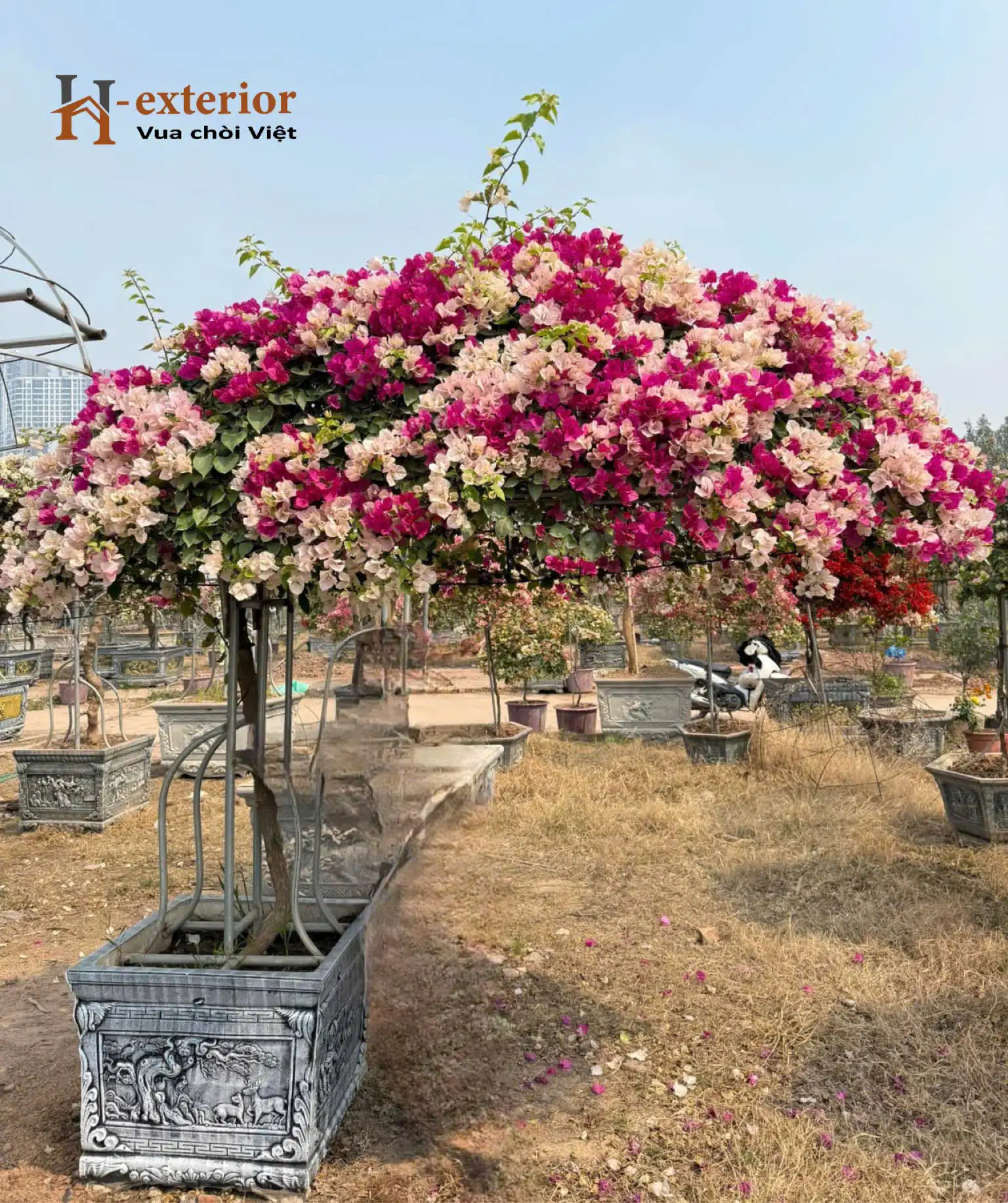 Những loại cây xanh nên trồng quanh chòi sân vườn để hút tài lộc
