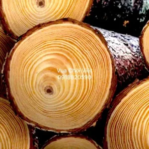 Gỗ thông dầu với vân xoáy tròn đẹp mắt